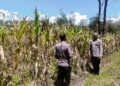 Polsek Asologaima Lakukan Pengecekan Lahan Jagung Program Ketahanan Pangan Kuartal IV