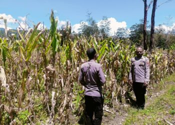 Polsek Asologaima Lakukan Pengecekan Lahan Jagung Program Ketahanan Pangan Kuartal IV