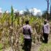 Polsek Asologaima Lakukan Pengecekan Lahan Jagung Program Ketahanan Pangan Kuartal IV