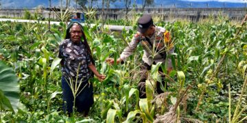 Polsek Wamena Kota Lakukan Pengecekan Lahan Jagung Program Ketahanan Pangan Kuartal IV