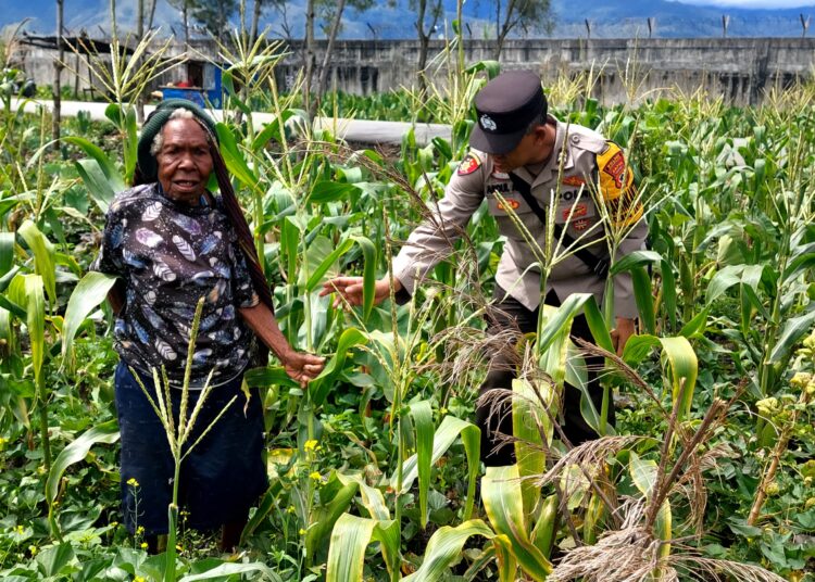 Polsek Wamena Kota Lakukan Pengecekan Lahan Jagung Program Ketahanan Pangan Kuartal IV