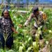 Polsek Wamena Kota Lakukan Pengecekan Lahan Jagung Program Ketahanan Pangan Kuartal IV