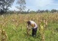 Polsek Kawasan Bandara Cek Lahan Jagung Program Ketahanan Pangan di Wesaput