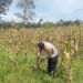 Polsek Kawasan Bandara Cek Lahan Jagung Program Ketahanan Pangan di Wesaput