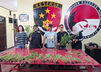 Polres Jayawijaya Amankan Tanaman Ganja di Wamena