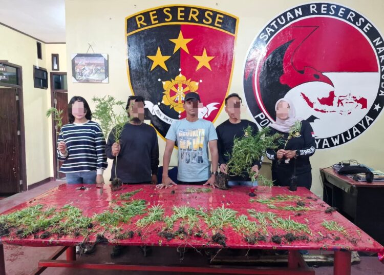 Polres Jayawijaya Amankan Tanaman Ganja di Wamena