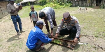 Polsek Asologaima Respon Laporan Warga, Tiga Pohon Diduga Ganja Ditemukan