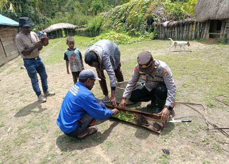 Polsek Asologaima Respon Laporan Warga, Tiga Pohon Diduga Ganja Ditemukan