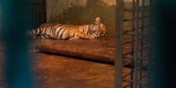 Anak Harimau di Kebun Binatang Bandung Mati Akibat Virus, Satu Ekor Lainnya Berangsur Membaik