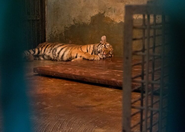 Anak Harimau di Kebun Binatang Bandung Mati Akibat Virus, Satu Ekor Lainnya Berangsur Membaik