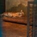 Anak Harimau di Kebun Binatang Bandung Mati Akibat Virus, Satu Ekor Lainnya Berangsur Membaik