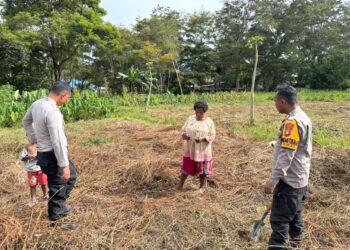 Polsek Kawasan Bandara Wamena Cek Lahan Jagung, Dukung Program Ketahanan Pangan