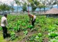 Polsek Wamena Kota Cek Lahan Jagung Program Ketahanan Pangan di Ilokama