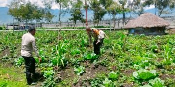 Polsek Wamena Kota Cek Lahan Jagung Program Ketahanan Pangan di Ilokama