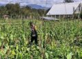 Polsek Wamena Kota Lakukan Pengecekan Lahan Jagung Program Ketahanan Pangan
