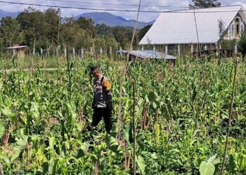 Polsek Wamena Kota Lakukan Pengecekan Lahan Jagung Program Ketahanan Pangan