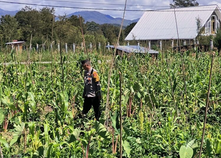 Polsek Wamena Kota Lakukan Pengecekan Lahan Jagung Program Ketahanan Pangan