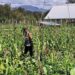 Polsek Wamena Kota Lakukan Pengecekan Lahan Jagung Program Ketahanan Pangan