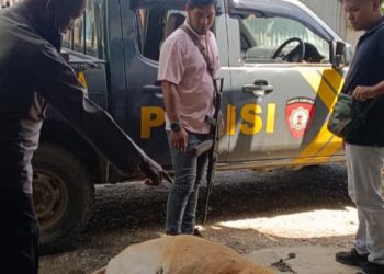 Polres Jayawijaya Tindak Lanjuti Dugaan Pencurian Hewan Ternak di Wamena