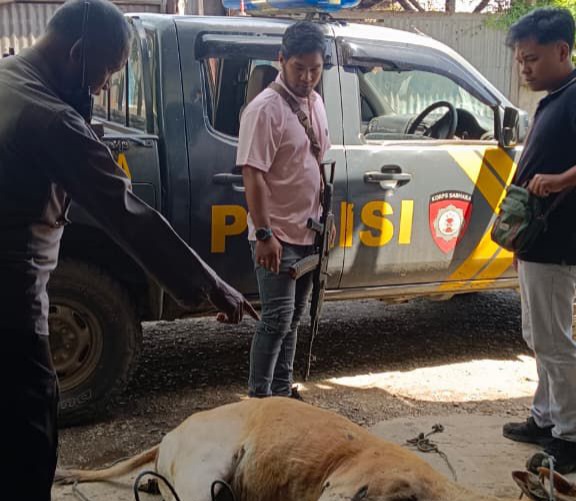 Polres Jayawijaya Tindak Lanjuti Dugaan Pencurian Hewan Ternak di Wamena