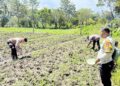 Polsek Kawasan Bandara Wamena Cek Lahan Jagung Program Ketahanan Pangan