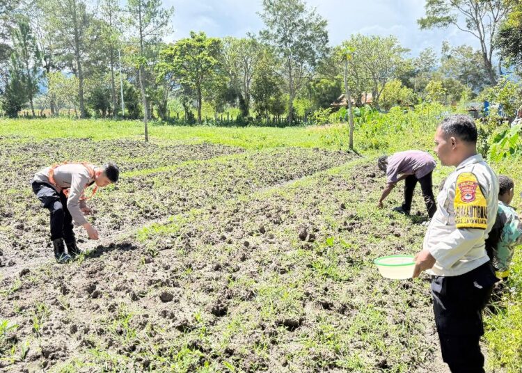 Polsek Kawasan Bandara Wamena Cek Lahan Jagung Program Ketahanan Pangan