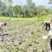 Polsek Kawasan Bandara Wamena Cek Lahan Jagung Program Ketahanan Pangan