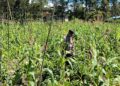 Polsek Kurulu Cek Perkembangan Lahan Jagung Kuartal II dan Serahkan Bantuan Sarkon