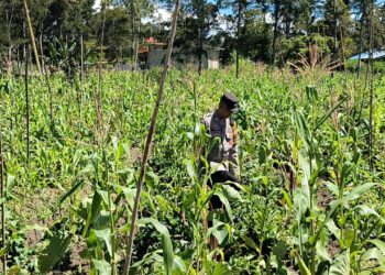 Polsek Kurulu Cek Perkembangan Lahan Jagung Kuartal II dan Serahkan Bantuan Sarkon