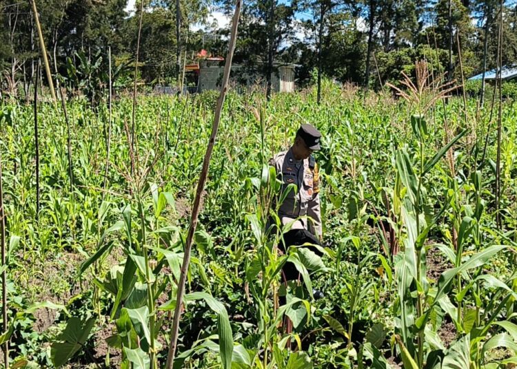 Polsek Kurulu Cek Perkembangan Lahan Jagung Kuartal II dan Serahkan Bantuan Sarkon