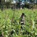 Polsek Kurulu Cek Perkembangan Lahan Jagung Kuartal II dan Serahkan Bantuan Sarkon