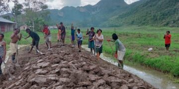 Kapolsek Kurulu Pantau Perkembangan Lahan Jagung Dukung Swasembada Pangan 2026