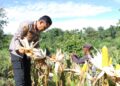 Panen Raya Jagung Polres Kaimana Seluas 2 Hektar