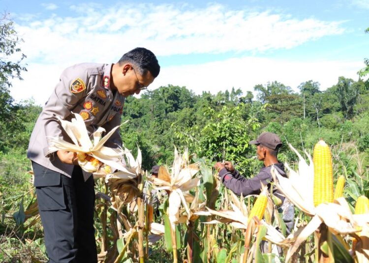Panen Raya Jagung Polres Kaimana Seluas 2 Hektar