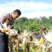Panen Raya Jagung Polres Kaimana Seluas 2 Hektar