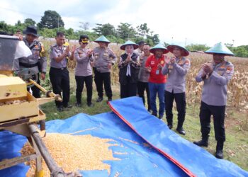 Polda Papua Barat Gelar Panen Raya Jagung, Dukung Swasembada Pangan Nasional