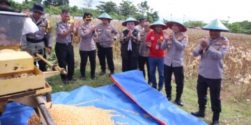 Polda Papua Barat Gelar Panen Raya Jagung, Dukung Swasembada Pangan Nasional