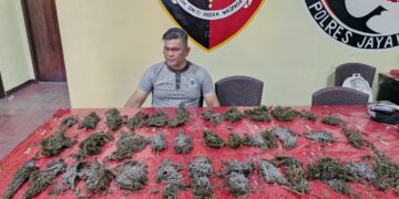 Satresnarkoba Polres Jayawijaya Temukan Lebih Dari 1 Kilogram Ganja di Pasar Wouma