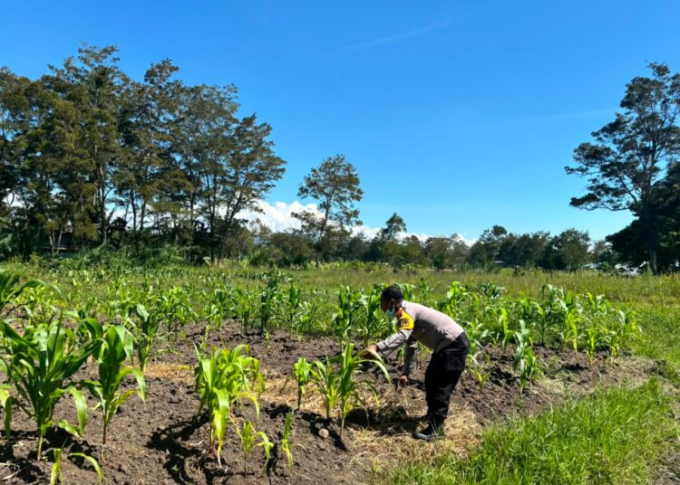 Mendukung Ketahanan Pangan, Polsek Kawasan Bandara menggandeng Kelompok Tani wasagen