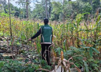 Sinergi Polri dan Petani Berbuah Hasil, Jagung Hibrida Wurkendik Berhasil Dipanen