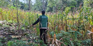 Sinergi Polri dan Petani Berbuah Hasil, Jagung Hibrida Wurkendik Berhasil Dipanen