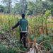 Sinergi Polri dan Petani Berbuah Hasil, Jagung Hibrida Wurkendik Berhasil Dipanen