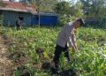 Polsek Wamena Kota Dampingi Petani, Dukung Ketahanan Pangan Demi Kesejahteraan Masyarakat