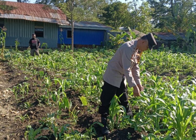 Polsek Wamena Kota Dampingi Petani, Dukung Ketahanan Pangan Demi Kesejahteraan Masyarakat