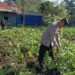 Polsek Wamena Kota Dampingi Petani, Dukung Ketahanan Pangan Demi Kesejahteraan Masyarakat