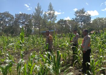 Polsek Kawasan Bandara Wamena Cek Perkembangan Lahan Jagung Program Ketahanan Pangan di Distrik Wesaput