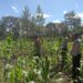 Polsek Kawasan Bandara Wamena Cek Perkembangan Lahan Jagung Program Ketahanan Pangan di Distrik Wesaput