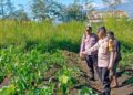 Polsek Wamena Kota Lakukan Pengecekan Lahan Jagung Program Ketahanan Pangan di Distrik Hubikosi