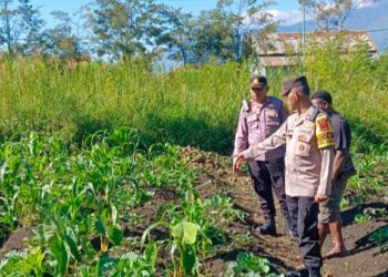 Polsek Wamena Kota Lakukan Pengecekan Lahan Jagung Program Ketahanan Pangan di Distrik Hubikosi