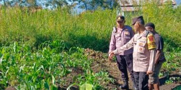 Polsek Wamena Kota Lakukan Pengecekan Lahan Jagung Program Ketahanan Pangan di Distrik Hubikosi